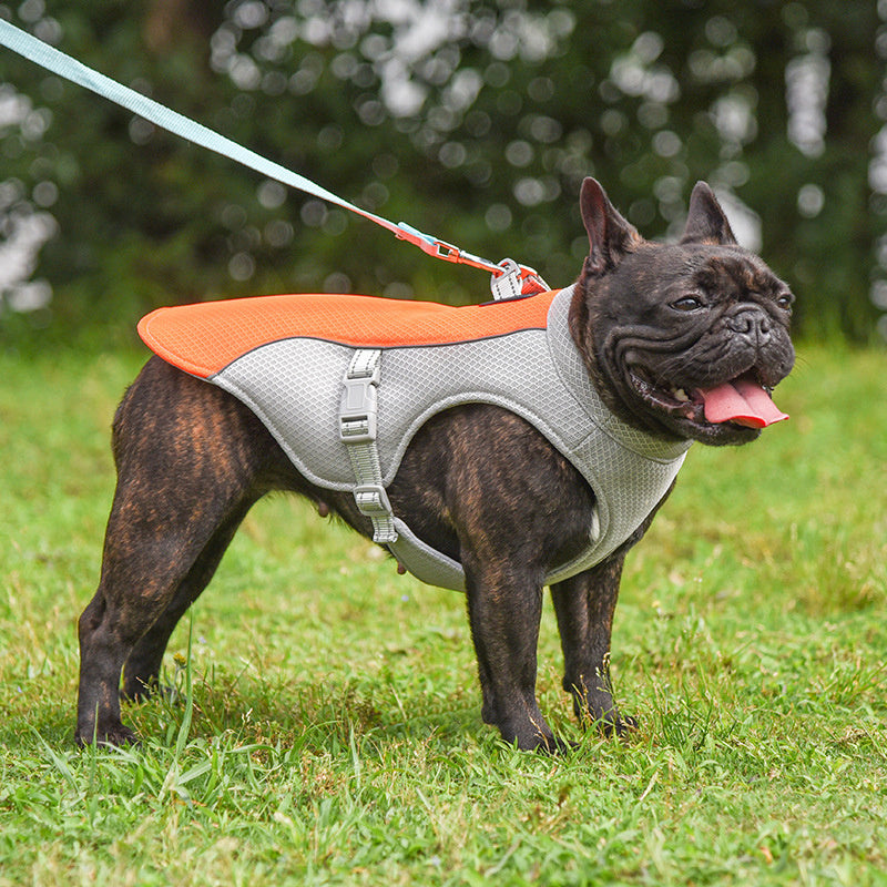 SummerCool Pet Vest – Stay Comfy, Active, and Chill