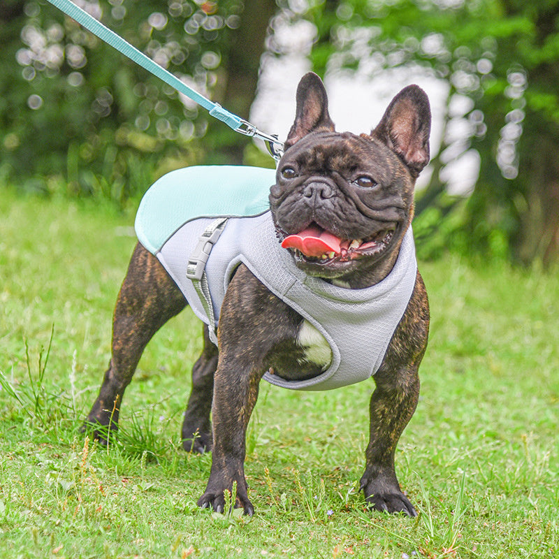 SummerCool Pet Vest – Stay Comfy, Active, and Chill
