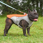 SummerCool Pet Vest – Stay Comfy, Active, and Cool